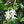 Load image into Gallery viewer, Indonesia Lintong Blue