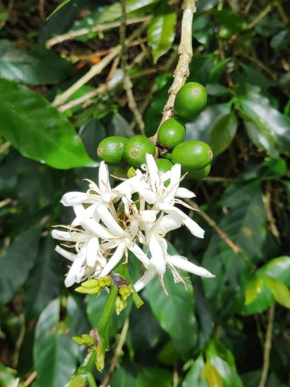 Indonesia Lintong Blue