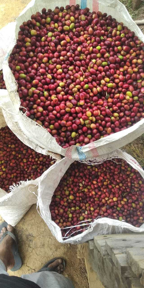 Indonesia Lintong Blue
