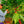 Load image into Gallery viewer, Nicaragua Blueberry Candy