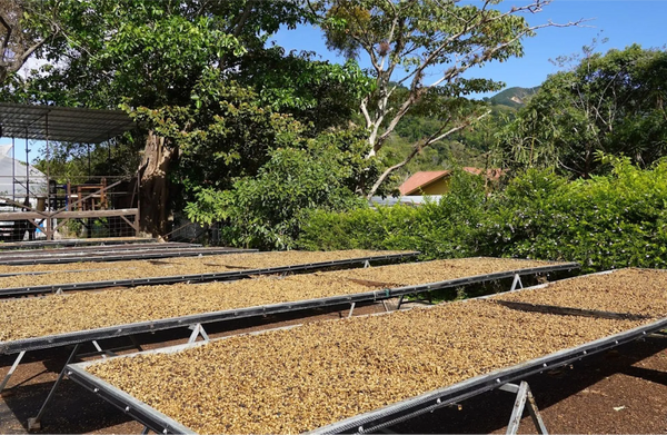 Costa Rica Candy Natural