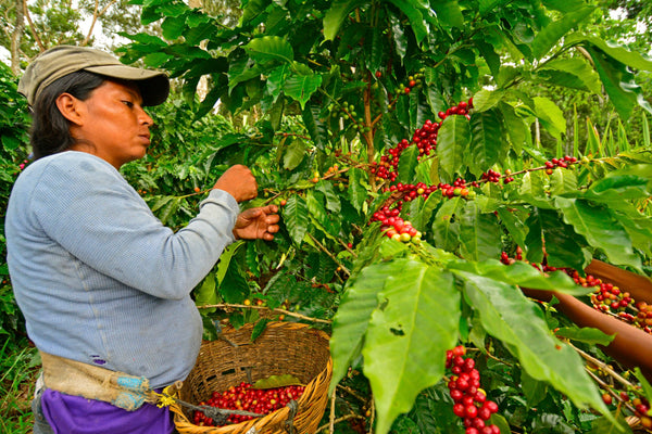 Nicaragua Blueberry Candy