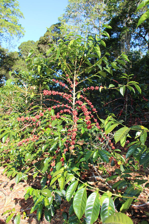 Panama Finca Hartmann