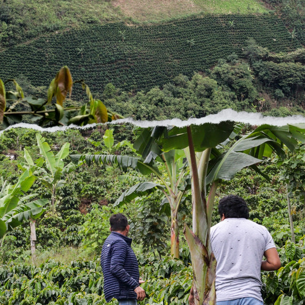 Peru Queromarca