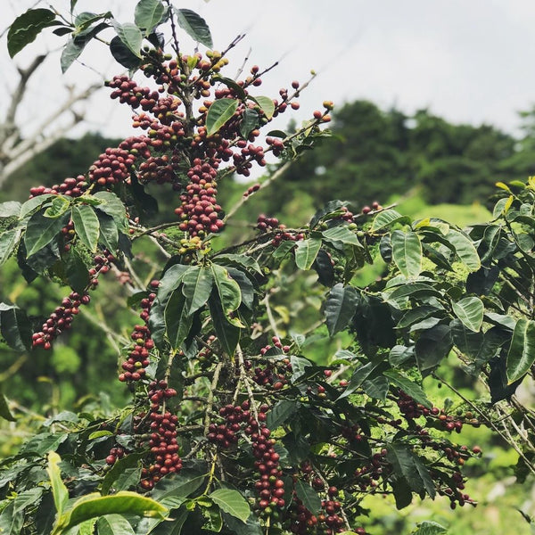 El Salvador Santa Petrona